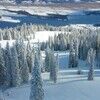 tamarack_sky